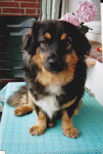 KRÜMEL – aus Nenndorf : mit 8 1/2 Jahren in die Hundeschule ?