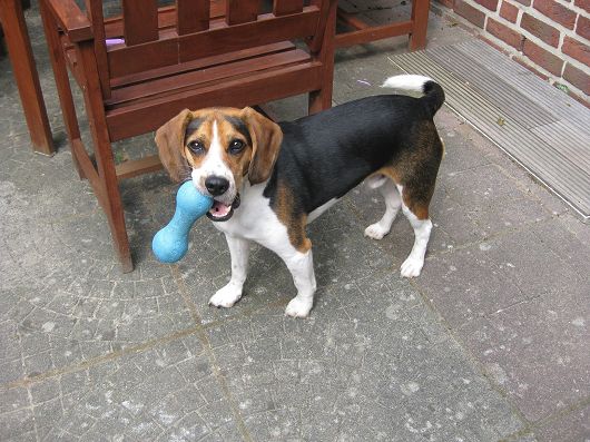 Beagle JASKO aus Reppenstedt, Hundeschule Stummeier