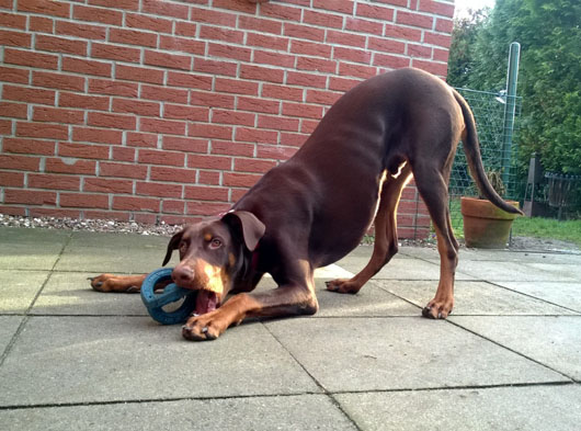 Dobermann DIEGO aus dem Raum Winsen, Hundeschule Stummeier
