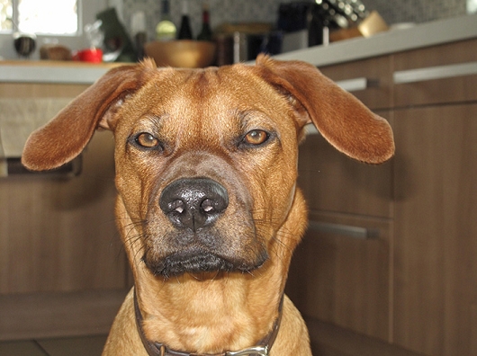Rhodesian Ridgeback Mix SIRA aus Jesteburg - Hundeschule Stummeier