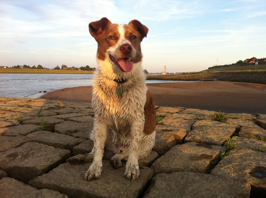 Terrier- Mix SKILO, Hundeschule Stummeier, Freundschaft ohne Leine