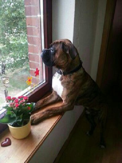 Boxer BENNY aus dem Raum Lüneburg, Hundeschule Stummeier