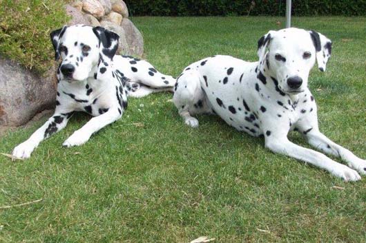 Dalmatiner TOSCA und DJAMBO aus dem Kreis Lüneburg, Hundeschule Stummeier
