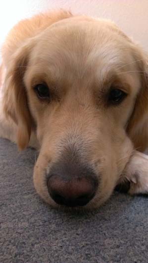 Golden Retriever OSKAR aus Lüneburg, Hundeschule Stummeier