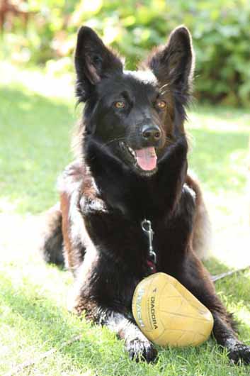 Harzer-Fuchs-Mix SMILLA aus dem Raum Lüneburg, Hundeschule Stummeier