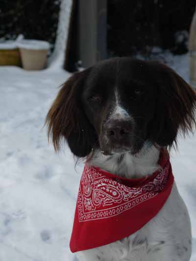 Kleine Münsterländerhündin MILA, Hundeschule Stummeier