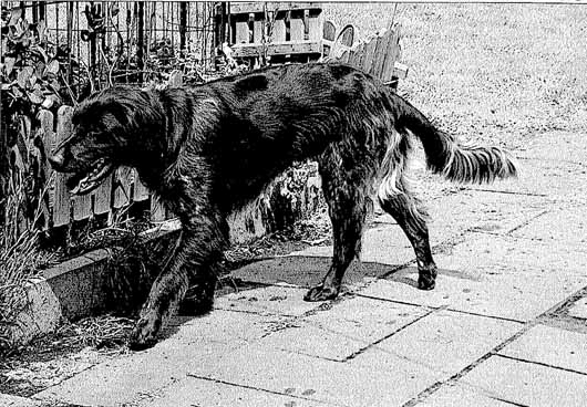 Kundenmeinung - Kleiner Münsterländer FALKO aus Seevetal - Hundeschule Stummeier