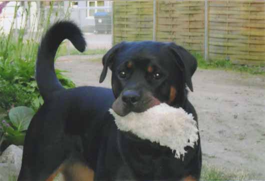 Rottweiler TARA kann bleiben