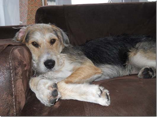 Riesenschnauzer-Mix aus Reppenstedt, Landkreis Lüneburg, Hundeschule Stummeier