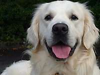 CASANOVA – Golden Retriever aus dem Raum Harburg