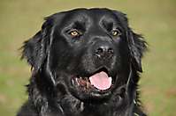 Bild: Hund Bruno Strutz aus Lüneburg - Hundeschule FREUNDSCHAFT OHNE LEINE