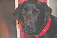 Hund PACO aus Ashausen - Hundeschule FREUNDSCHAFT OHNE LEINE