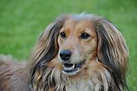 Bild: Hund TRIXI aus Handorf (Lüneburg) - Hundeschule FREUNDSCHAFT OHNE LEINE