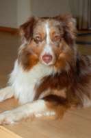 SUNNY – freundlicher Mini-Aussie aus Seevetal