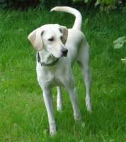 Hund RUBY aus Thieshope - Hundeschule FREUNDSCHAFT OHNE LEINE