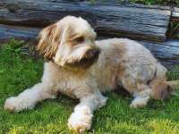 SAMMY – dreijähriger Fundhund aus Winsen