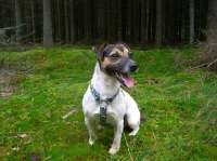 JOE Toll – Jack Russell Terrier aus Lüneburg