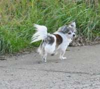 Hund LULU profitiert von Workshop: Die Sprache der Hunde • Hundeschule Stummeier