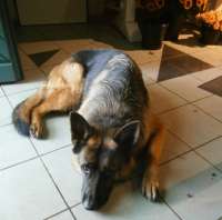 MAX –  Deutscher Schäferhund aus Seevetal