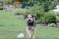 Hund ZARA aus Garstedt • Hundeschule Stummeier