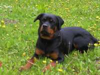 TARA – kräftige Rottweilerhündin aus dem Landkreis Lüneburg