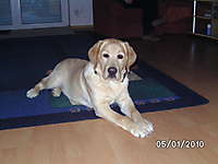 Bild von Hund BARRY Bild von Hund BARRY