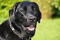 BUDDY – Labrador-Mix aus  Winsen