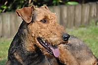 BUSTER – Airedale aus Seevetal