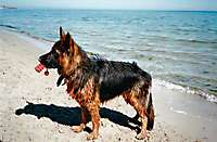 Bild von Hund IRA Bild von Hund IRA