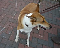 Hund LADY aus Stöckte Hund LADY aus Stöckte