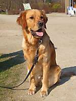 OLAF – Golden Retriever aus Radbruch