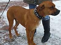SAMMY – Tierheimhund pöbelte andere Hunde an