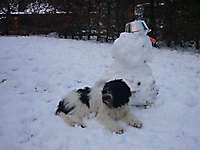 Bild von Hund EBBY Bild von Hund EBBY