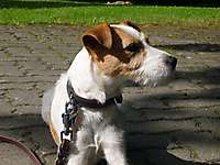 FRANKA – Parson Russel aus Seevetal