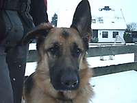 GORDON – Schäferhund-Rüde aus Winsen