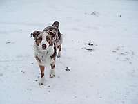 Bild von Hund SHADOW Bild von Hund SHADOW