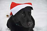 PACO zu Weihnachten